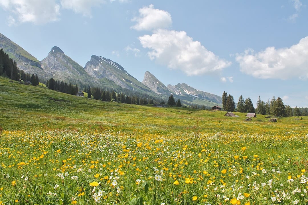 Mountain meadow with wildflowers and mountain backdrop