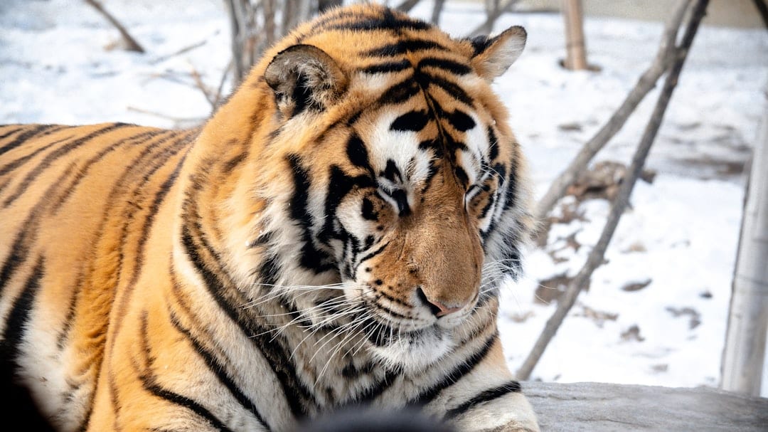 Siberian tiger in snowy landscape at Harbin Siberian Tiger Park
