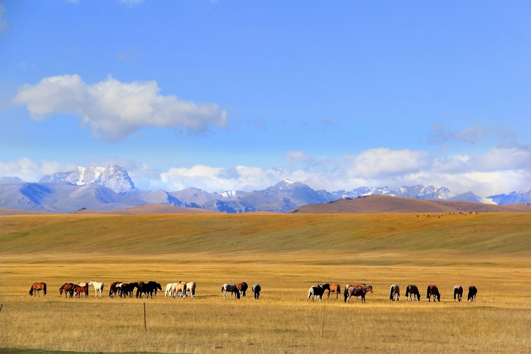 Horses grazing on Xinjiang grassland with mountains